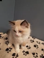 bambole celesti dagli occhi azzurri di havilands