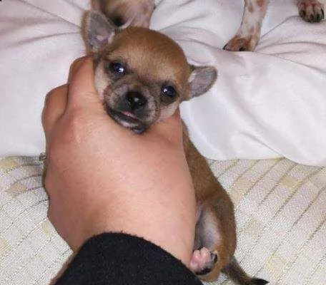 pelosi cucciolini chihuahua pincher toys dolcissimi
