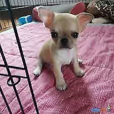 cucciolo di pincher chihuahua mini toy freschi e velocissimi
