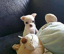 cuccioli di pincher chihuahua toy maschio e femmina