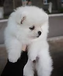 cuccioli di spitz pomerania di taglia toy maschio e femmina