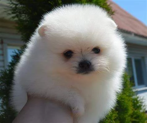 vendiamo cuccioli di spitz di pomerania, molto socievoli 