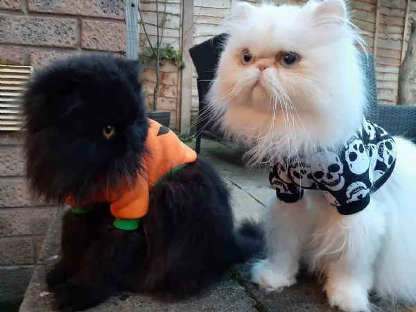 edgar ed edna gattini persiani | Foto 0