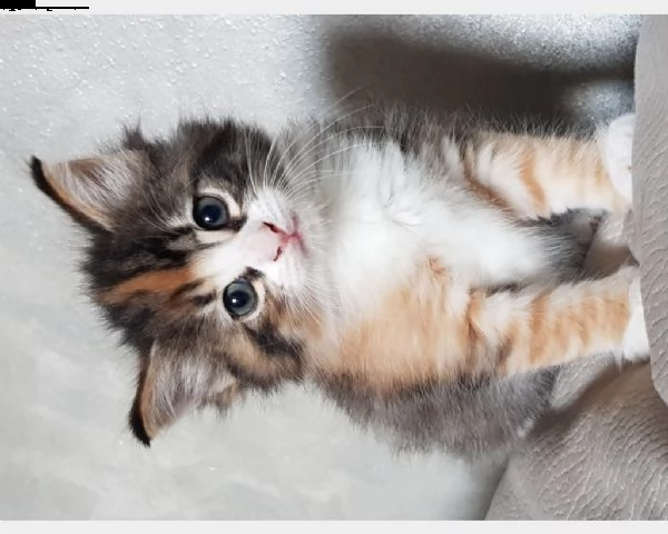  gatti norvegesi delle foreste | Foto 1