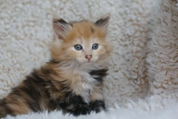  gatti norvegesi delle foreste | Foto 0