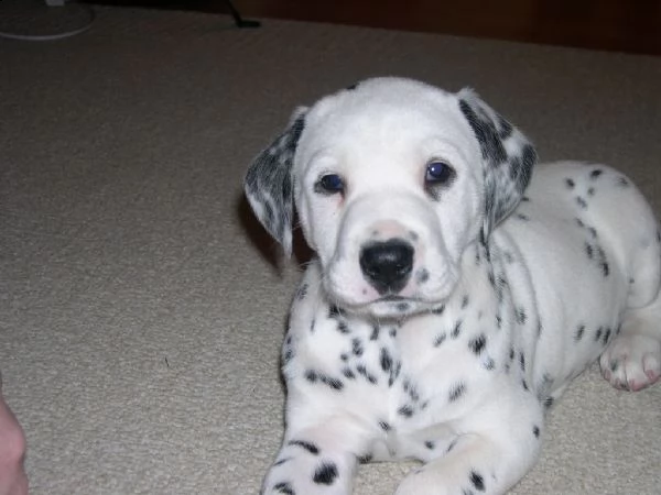vendita cucciolo vendita affetuosi dalmata di 4 mesi | Foto 2