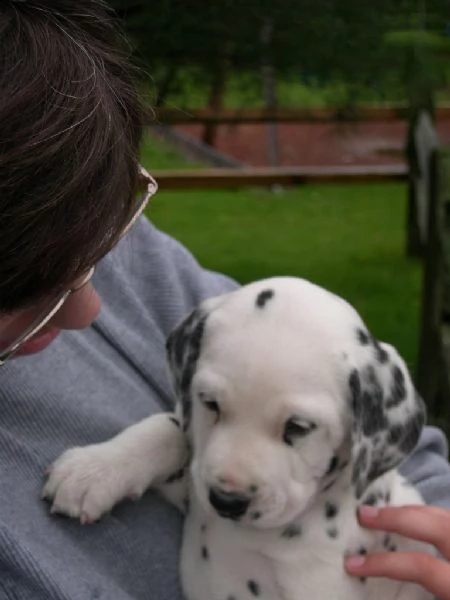 vendita cucciolo vendita affetuosi dalmata di 4 mesi | Foto 0