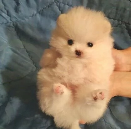 affettuosi cuccioli di pomerania, teneri e coccoloni, di 2 mesi 