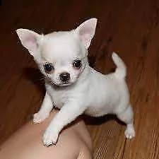 disponiamo cucciolo di chiwawa mini toy perfettissimo originalissimo