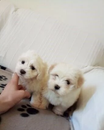 affettuosi cuccioli di maltese, teneri e coccoloni, di 2 mesi 