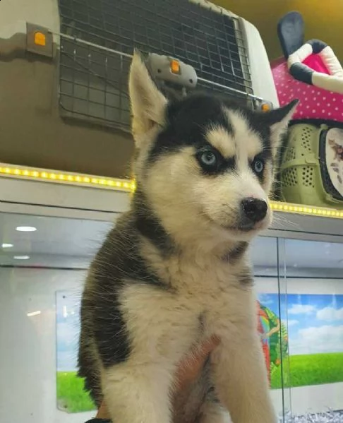 disponiamo cucciolini di husky siberiano