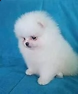 cediamo cucciolo di volpino della pomerania interessanti 