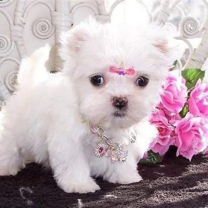 cucciolo di maltese mini toy dolcissimi bellissimi e favolosissimi di 70 giorni