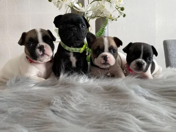bulldogue