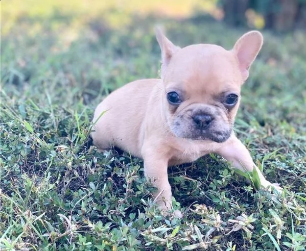 cuccioli di bulldog francese per l'adozione