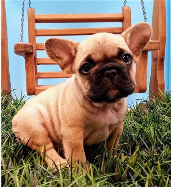 regalofrancese cuccioli meravigliosi ! 