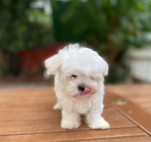 regalo pomeranian  | Foto 0