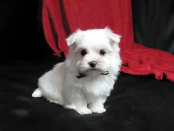 piccolo regalo maltese toy | Foto 0