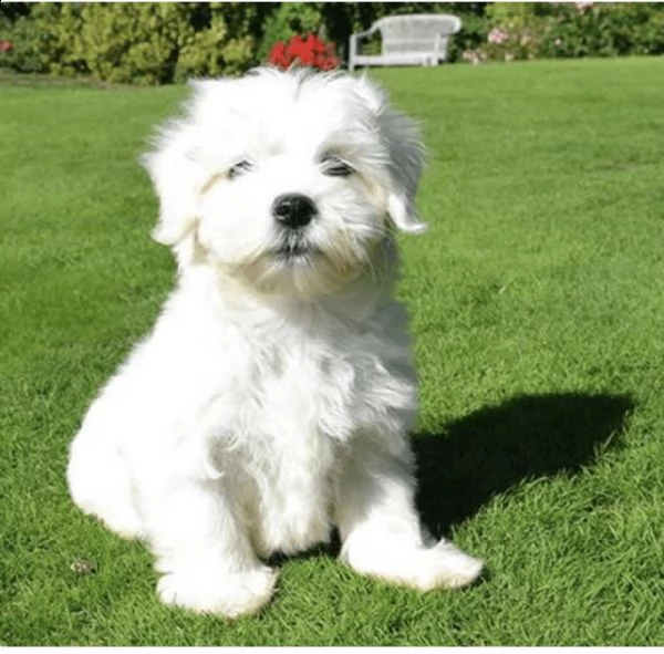 dolce  regalo maltese  | Foto 0