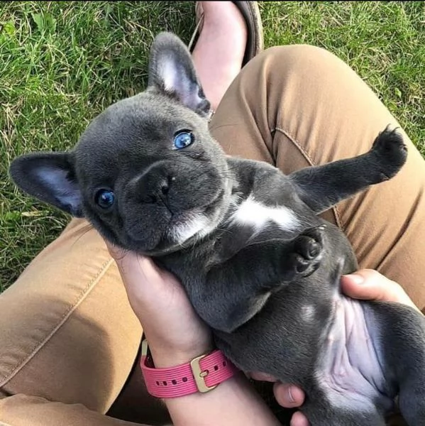 bulldog francesie 