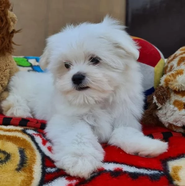 regalo maltese | Foto 0