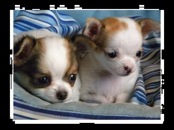 cedo cucciolini mix pincher chihuahua sanissimi perfettissimi 