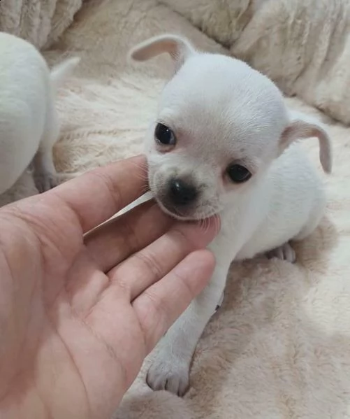 affettuosi cuccioli di chihuahua, teneri e coccoloni, 