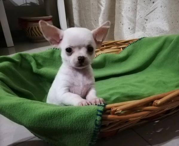 cuccioli di chihuahua, /////