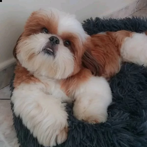 disponibili cuccioli shih tzu maschi e femmine. | Foto 0