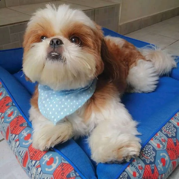 disponibili cuccioli shih tzu maschi e femmine.