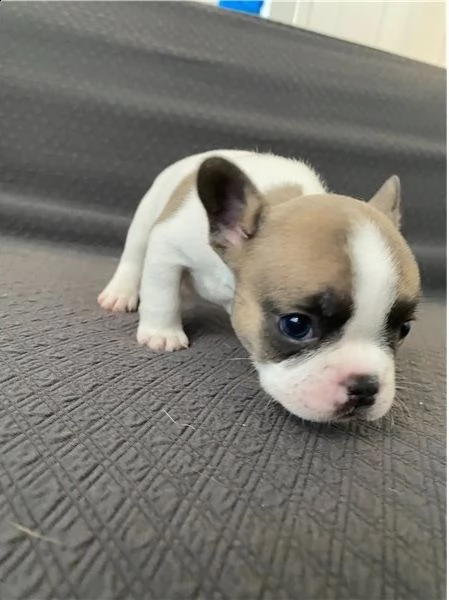  regalo francese cuccioli meravigliosi ! 