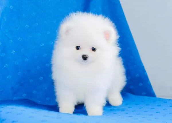 regalo pomerania cuccioli meravigliosi ! 