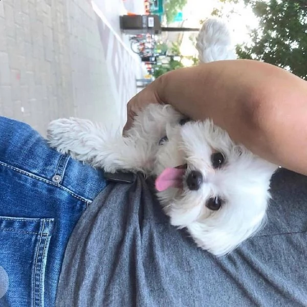 refalo maltese mini$$$$