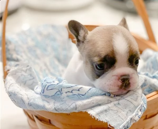 regalo bull dog francese cuccioli meravigliosi ! 