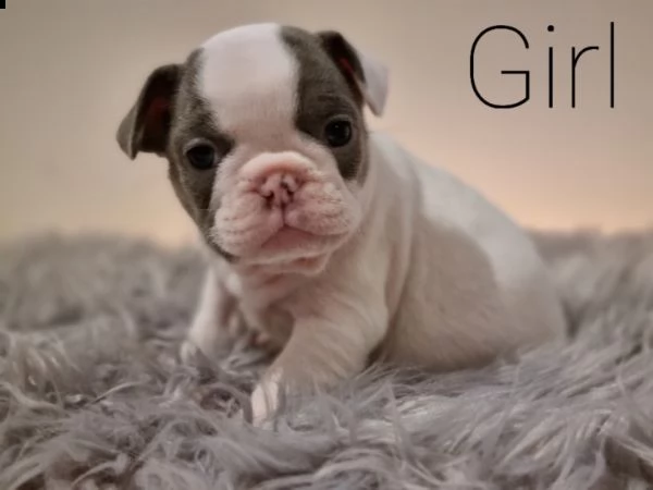cuccioli di bulldog in adozione | Foto 3