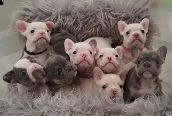 cuccioli di bulldog in adozione