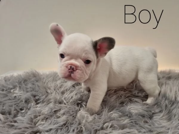 cuccioli di bulldog in adozione | Foto 2