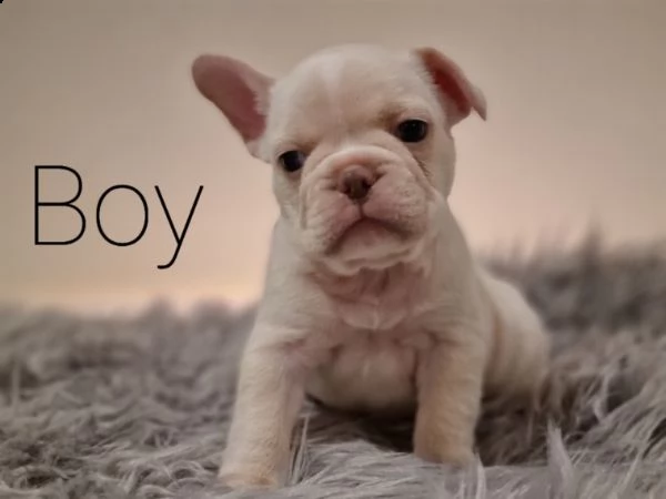 cuccioli di bulldog in adozione | Foto 1