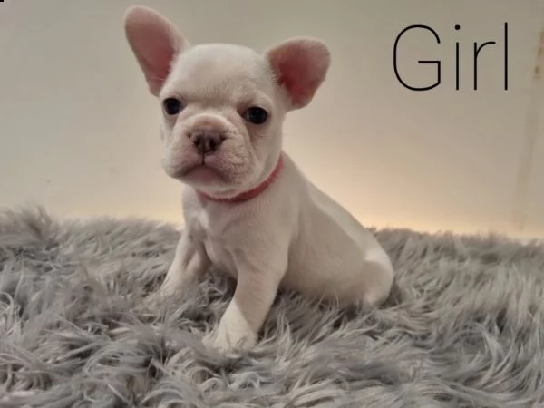 cuccioli di bulldog in adozione | Foto 0