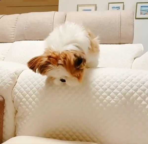 cuccioli shih tzu in adozione | Foto 0