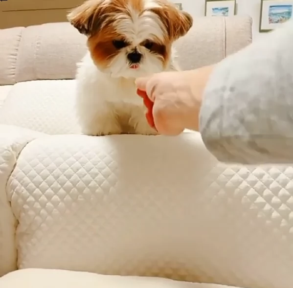 cuccioli shih tzu in adozione