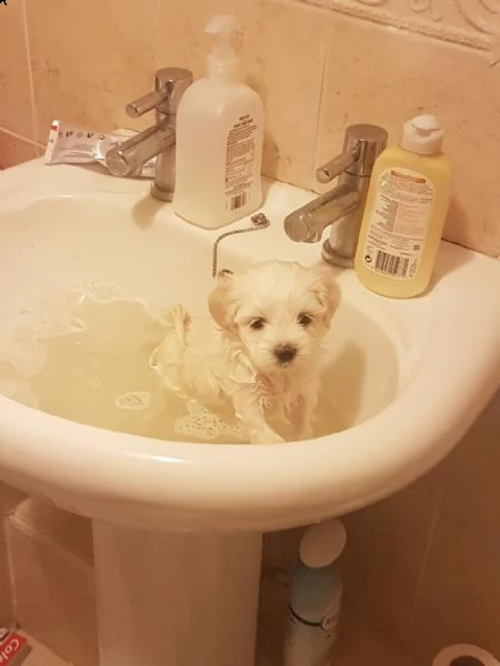 cuccioli maltesi in adozione | Foto 1