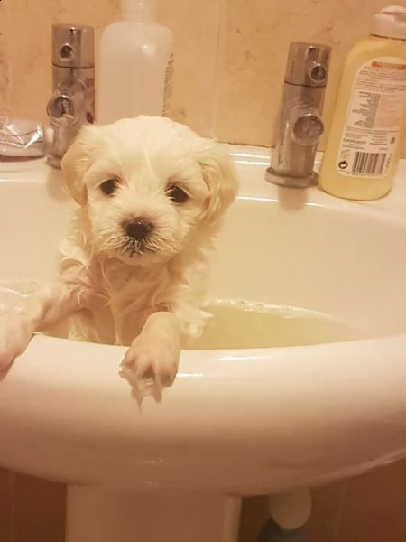 cuccioli maltesi in adozione