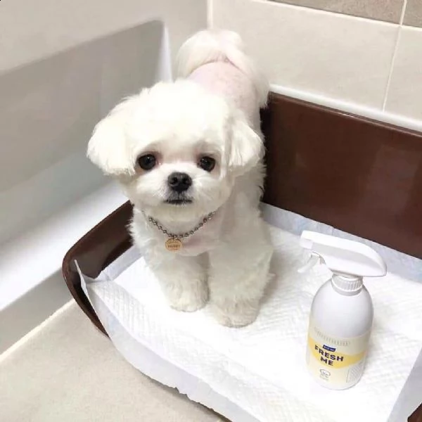 cuccioli maltesi in adozione | Foto 0