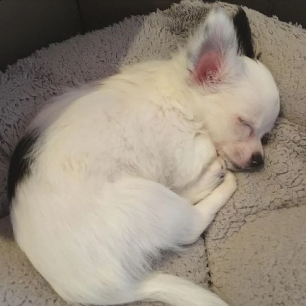 cucciolo di chihuahua maschio carino. | Foto 0