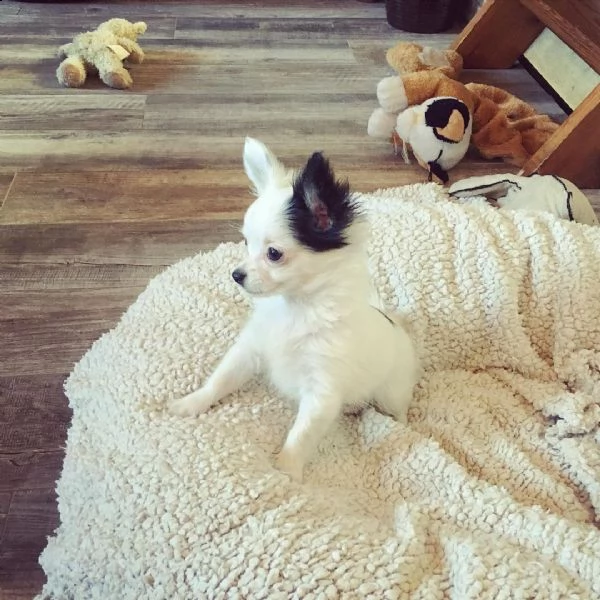 cucciolo di chihuahua maschio carino.