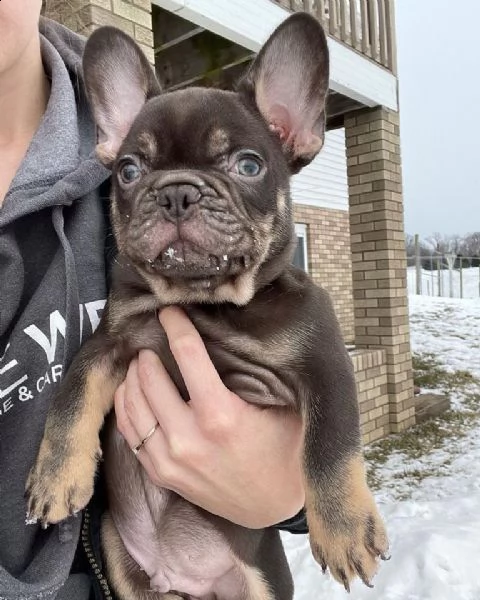cucciolo di cane toro francese maschio carino