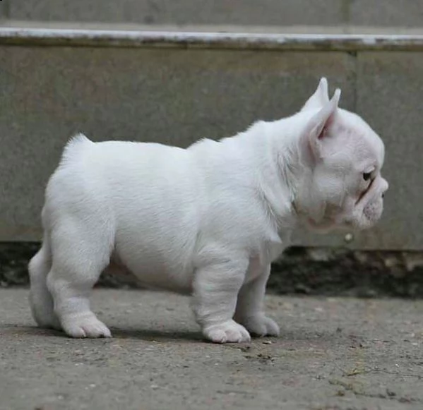 cuccioli disponibili | Foto 0