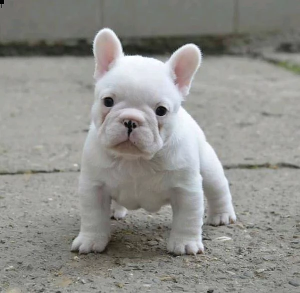 cuccioli disponibili