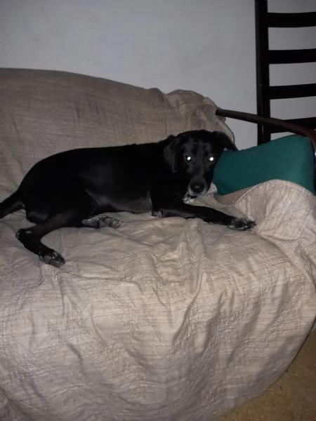 Zara meticcia | Foto 2